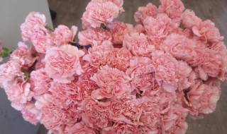 康乃馨怎么醒花（刚买回来的康乃馨怎么醒花）