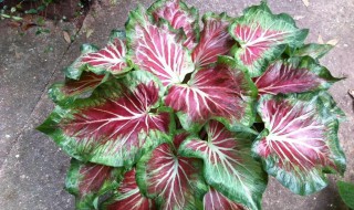 彩叶芋怎么浇水方法（彩叶芋的养护方法）