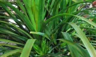 龙须树黄叶是怎么回事 龙须树有黄叶怎么办