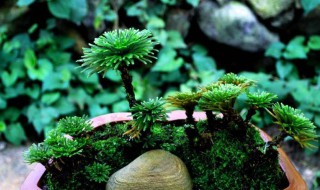 九死还魂草怎么养殖茂盛（九死还魂草的生长环境）