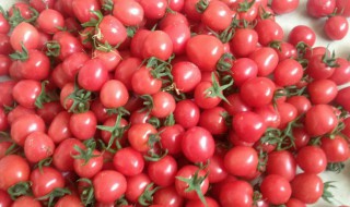 圣女果怎么留种子 圣女果可以自留种子吗