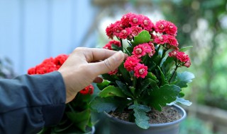 夏季怎么养长寿花越夏简单 夏季怎么养长寿花越夏简单图片