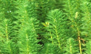 狐尾藻怎么养长的好 狐尾藻怎么养长的好看