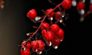 红豆花怎么养水养方法（红豆鲜花水养方法）