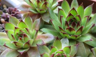 观音莲怎么养好看（观音莲怎么养好看视频）