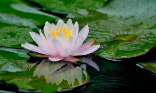 莲花怎么养殖方法和注意事项 莲花养殖技巧