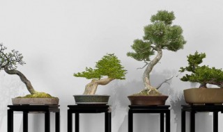 松树怎么养殖方法 松树的养殖方法