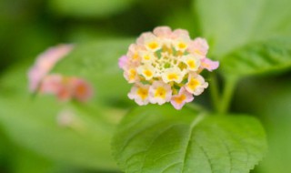 如意怎么养殖才能更旺盛(如意怎么养殖才能更旺盛呢)