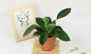 金钻花怎么养殖方法（金钻盆栽的养殖方法）