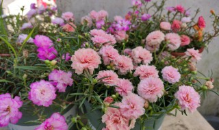 四季牡丹怎么剪枝（四季牡丹怎么剪枝好看）