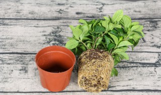 栀子花怎么养护快速复花 栀子花如何复花