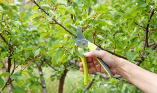 花椒树怎么繁殖方法和注意事项 花椒树繁殖方法和需要注意事项