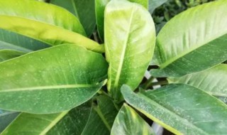 绿钻怎么分株方法（绿钻怎么分株方法图片）