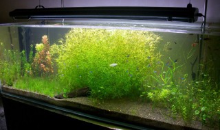 小竹节水草怎么养殖方法 小竹节水草怎么养