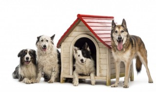 狗吃了老鼠药怎么办（狗吃了老鼠药怎么办?有没有事?）