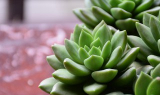 多肉怎么组盆好看（多肉如何组盆）