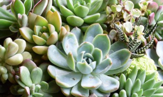 盆栽肉肉养殖方法 肉肉盆栽植物怎么养