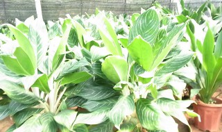 白雪公主养殖方法 白雪公主养殖方法图解