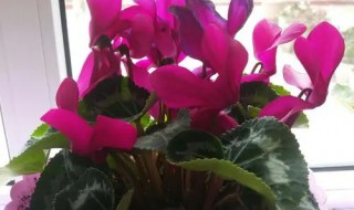 萝卜莲的养殖方法 箩卜莲的养殖方法