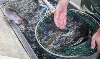 鲫鱼养殖方法 鲫鱼养殖方法和技巧