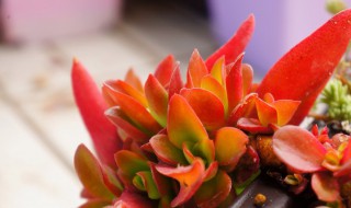 多肉火祭的养殖方法 多肉火祭的养殖方法和注意事项长寿菊