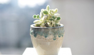 熊童子多肉的养殖方法（多肉熊童子怎么种植）