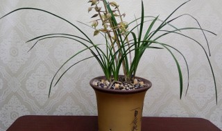 惠兰的养殖方法（蕙兰的养殖方法）