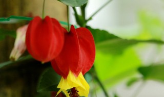 灯笼花养殖方法 灯笼花养殖方法和技巧