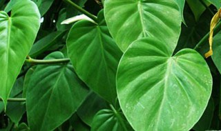 心叶藤的养殖方法（心叶藤的养殖方法及图片）