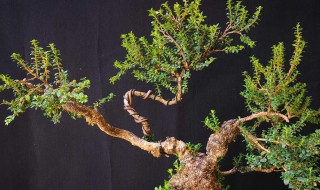 珍珠黄杨盆景养殖方法 珍珠黄杨盆景养殖方法视频