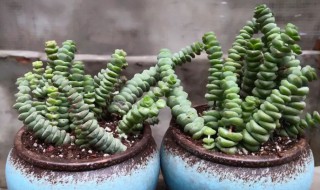 多肉钱串养殖方法 多肉钱串养殖方法图片