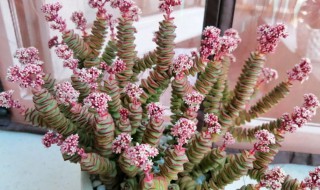 多肉钱串的养殖方法 多肉钱串的养殖方法和注意事项