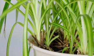 吊篮的养殖方法 吊篮的养殖方法和技术