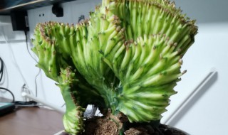 彩麒麟的养殖方法 嫁接彩麒麟的养殖方法