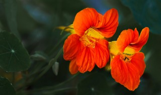 旱金莲养殖方法 旱金莲养殖方法与技巧