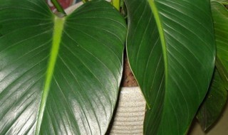 绿钻的养殖方法 绿钻的养殖方法最大能不能养殖