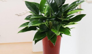 盆栽金钻的养殖方法（盆栽金钻的养殖方法和技巧）