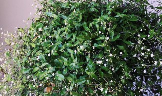 婚纱吊兰的养殖方法 婚纱吊兰的繁殖