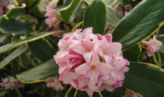 瑞香花的养殖方法 瑞香花的养殖方法和方法