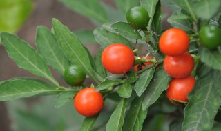 珊瑚豆的养殖方法 珊瑚豆的养殖方法和注意事项干叶