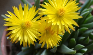 照波的养殖方法（照波夏天怎么养）