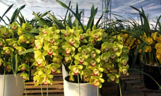 惠兰养殖方法（惠兰养殖方法与技巧）