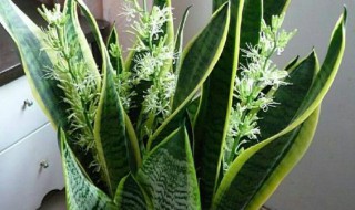 虎尾兰养殖方法 虎尾兰养殖方法和注意事项大全