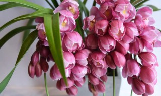 大花蕙兰养殖方法（大花蕙兰养殖方法图解）