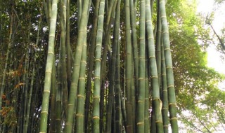 龙竹的养殖方法（龙竹的养殖方法和技术）