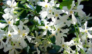 香水茉莉的养殖方法 香水茉莉的养殖方法和注意事项 盆栽