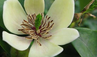 含笑养殖方法（含笑养殖方法图片）