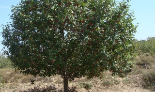 海棠树的养殖方法 海棠花的养殖方法和注意事项 盆栽