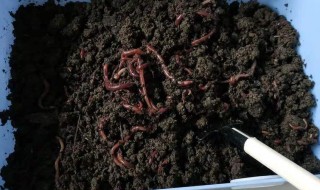 红虫养殖方法（红虫养殖方法教程）