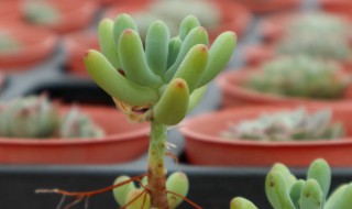 乙心女的养殖方法（乙女心的养殖方法图片）